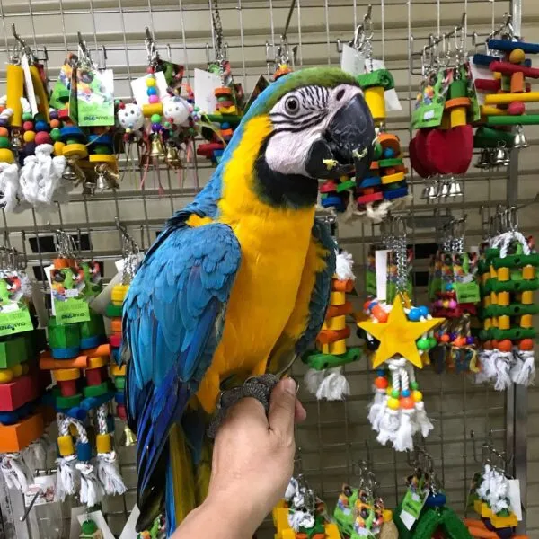 blue and gold macaw