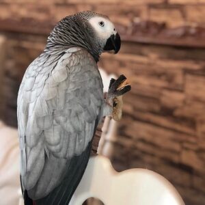 Baby African Grey Timneh Parrot