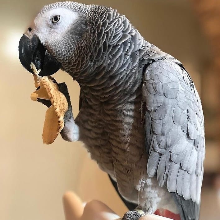 african gray bird