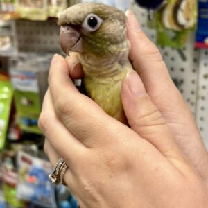 buy Cinnamon Green Cheeked Conure