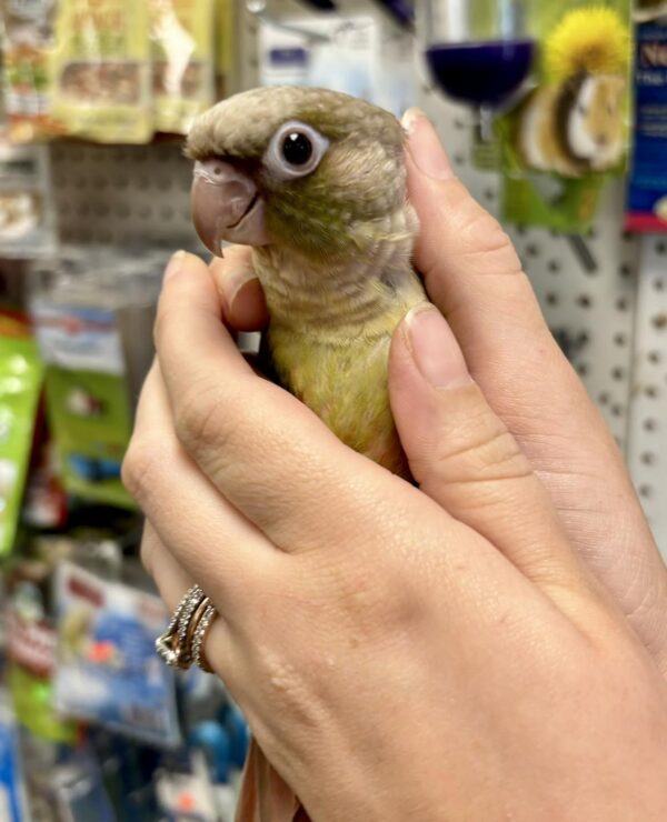 buy Cinnamon Green Cheeked Conure