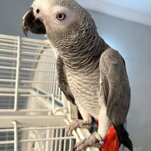 Baby African Grey Congo Parrot