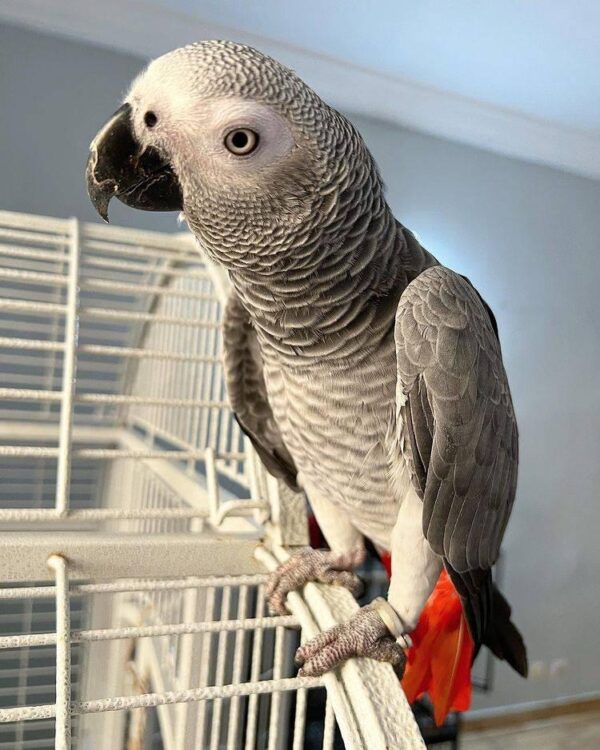 baby african grey