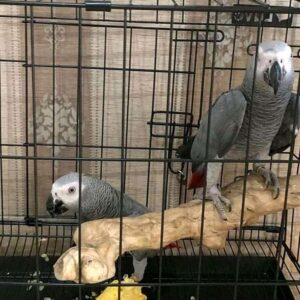 African Grey Parrot Pair For Sale