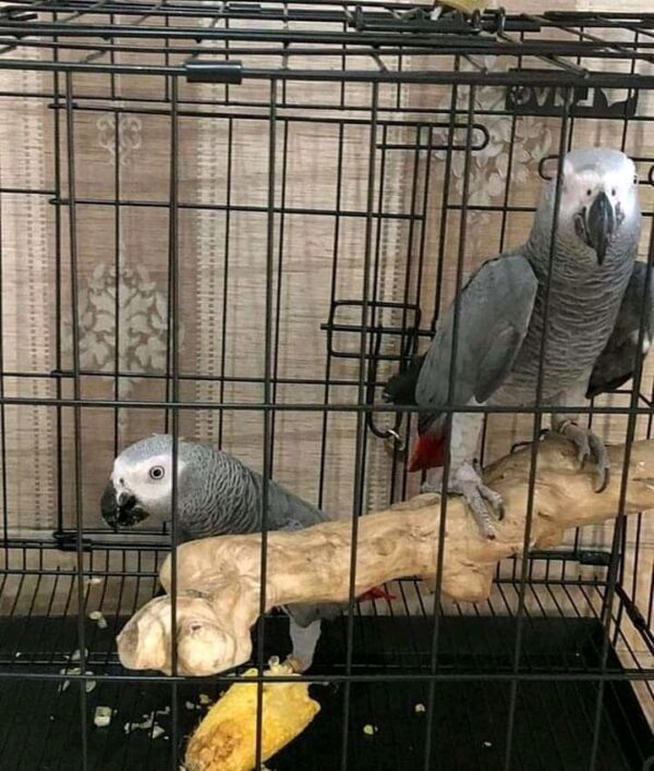 buy african grey adult pair