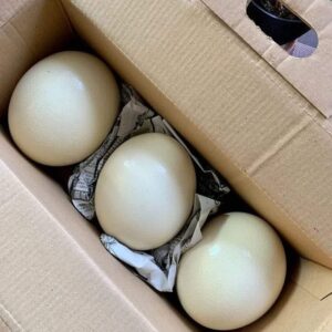 black palm cockatoo eggs