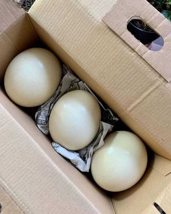 black palm cockatoo eggs