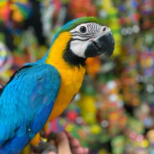 buy blue and gold macaw parrot