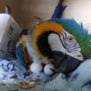 buy blue and gold macaw parrot eggs