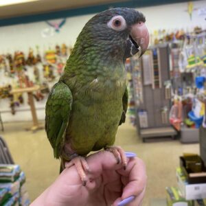 buy blue crowned conure