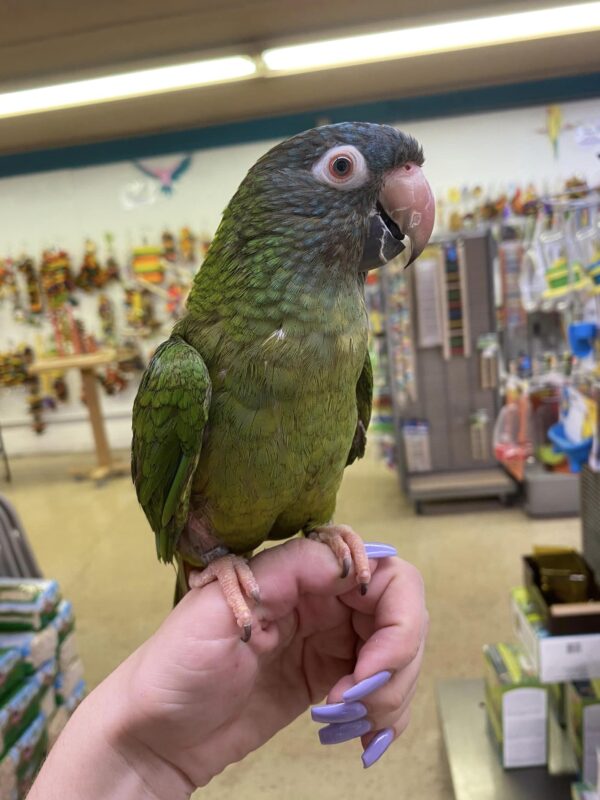 buy blue crowned conure