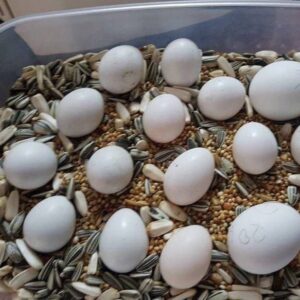 Fertile conure eggs