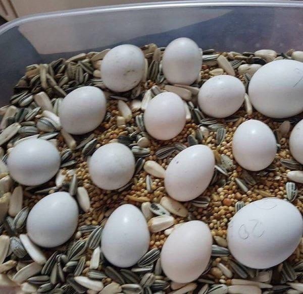 Fertile conure eggs