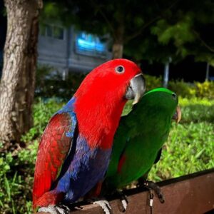 male and female solomon eclectus parrots