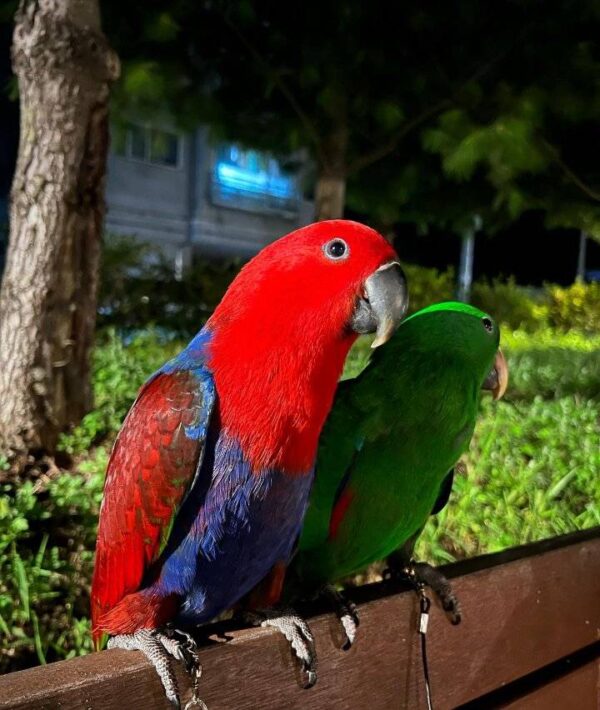 male and female solomon eclectus parrots