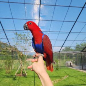 female eclectus for sale