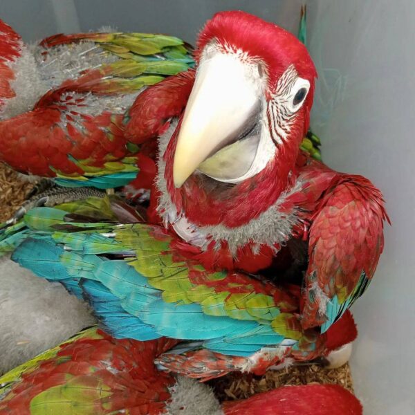 greenwing macaw parrot