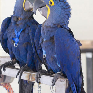 Baby Hyacinth Macaw Parrot