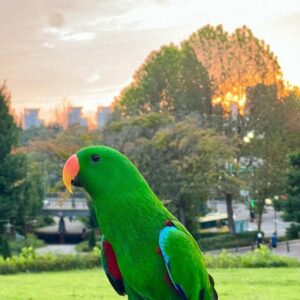 male solomon eclectus parrot