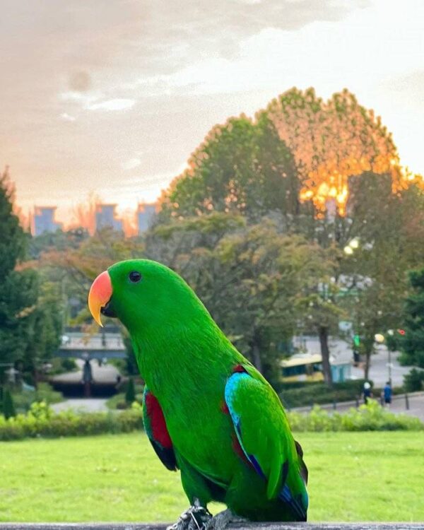 male solomon eclectus parrot