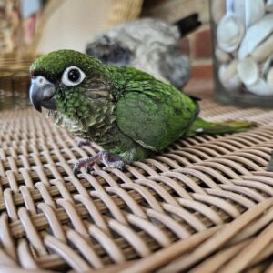 baby marron bellied conure