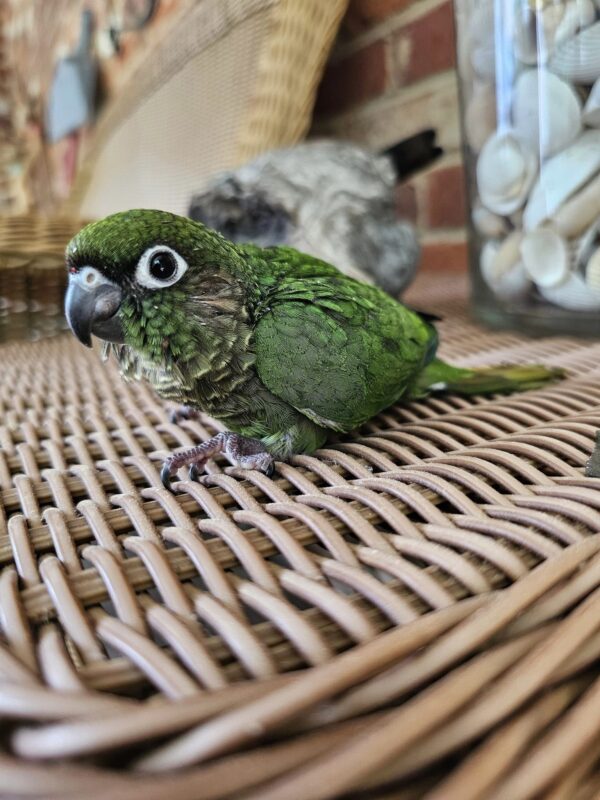 baby marron bellied conure