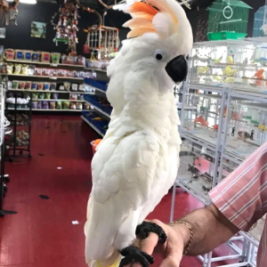 Baby Cockatoo parrots