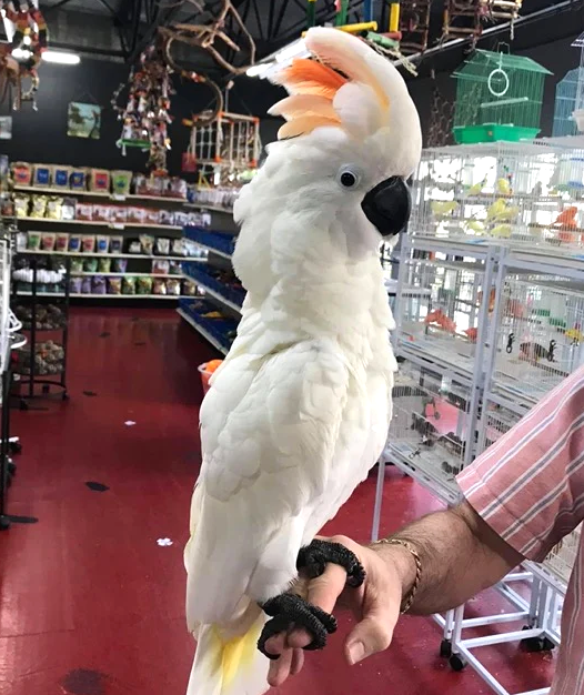 cockatoo parrot