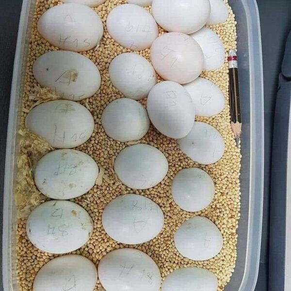 african grey parrot eggs