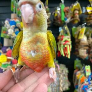 buy pineapple green cheek conure