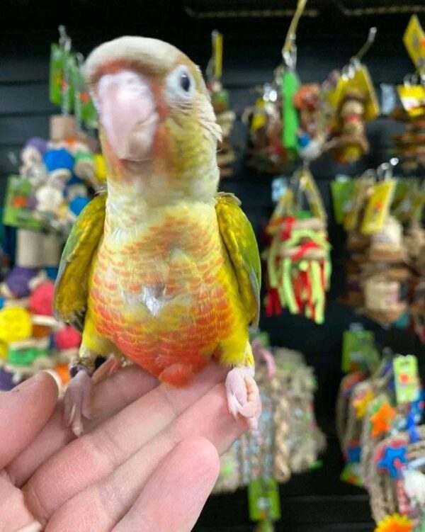 buy pineapple green cheek conure