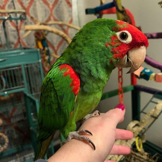 red masked conures