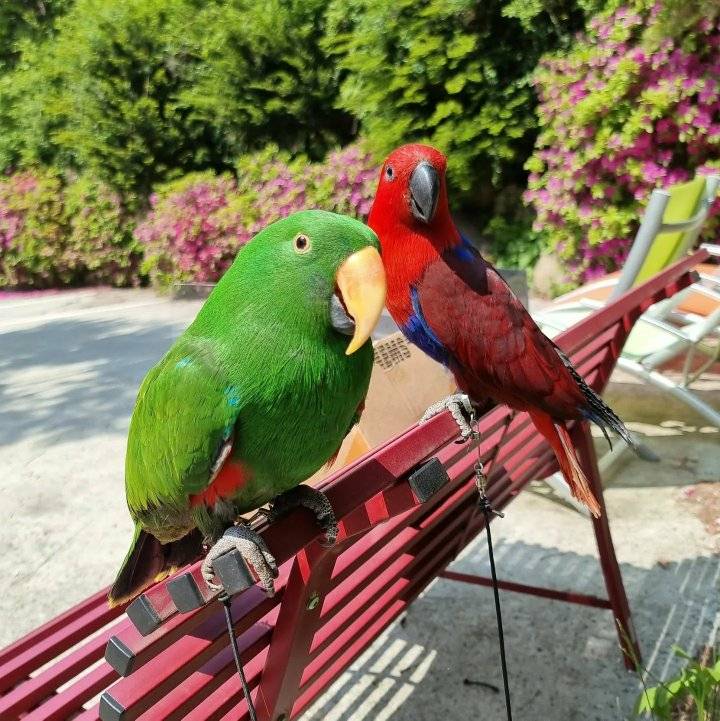 eclectus parrot