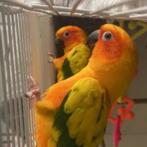 sun conure pair online