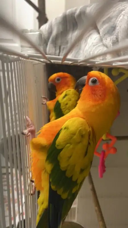 sun conures