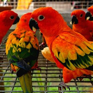 baby sun conures