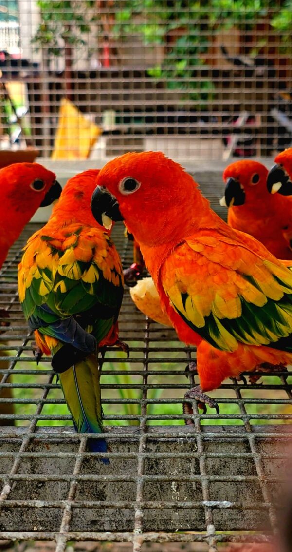 baby sun conures