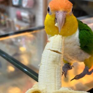 buy white bellied caique