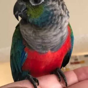 crimson conure