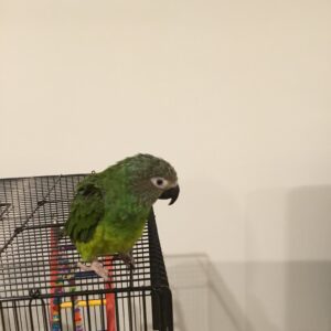 dusky conure