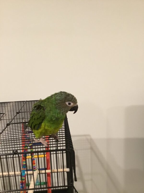 dusky conure