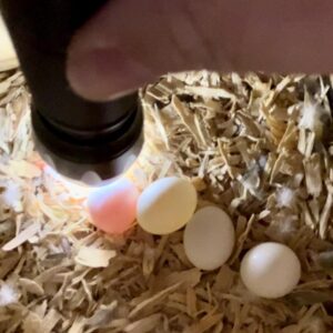 macaw eggs