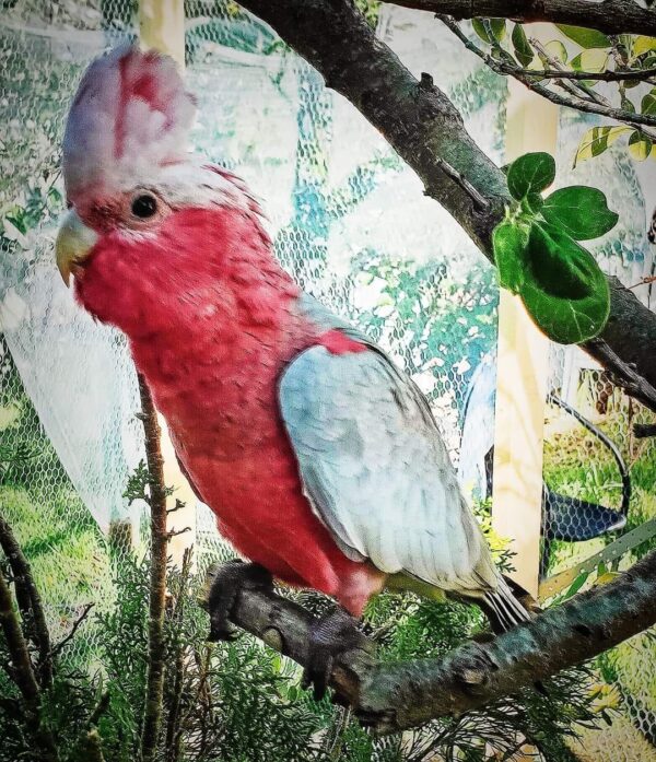 galah cockatoo for sale