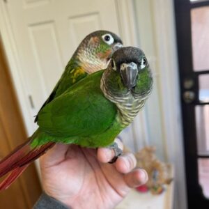 green cheek conures