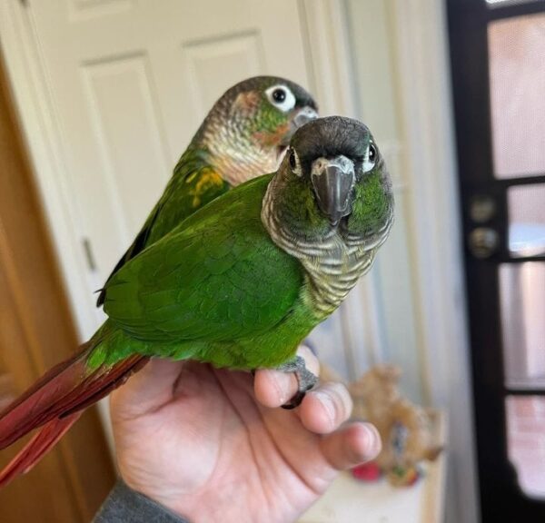 green cheek conures