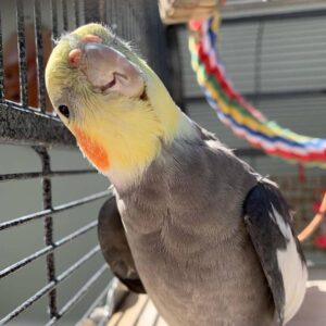 Baby Grey Cockatiel