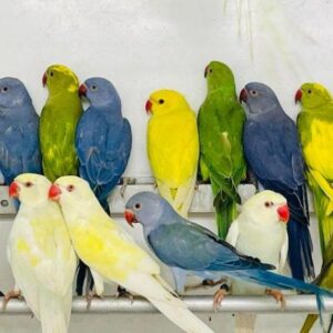 indian ringneck for sale