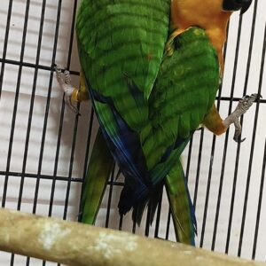 jenday conure