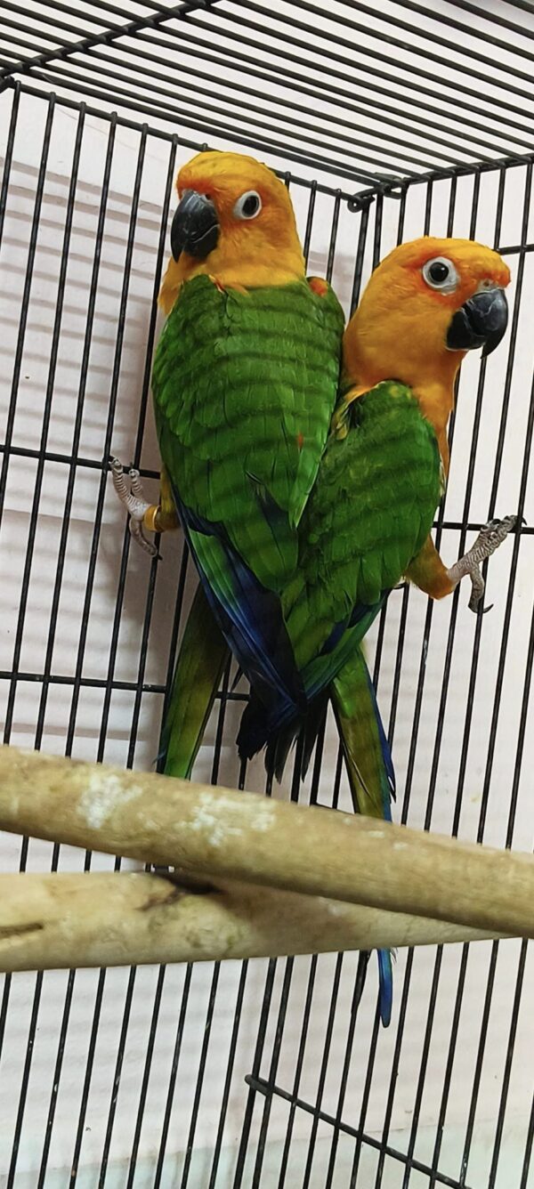 jenday conure