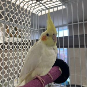 lutino cockatiel HR parrot pet shop